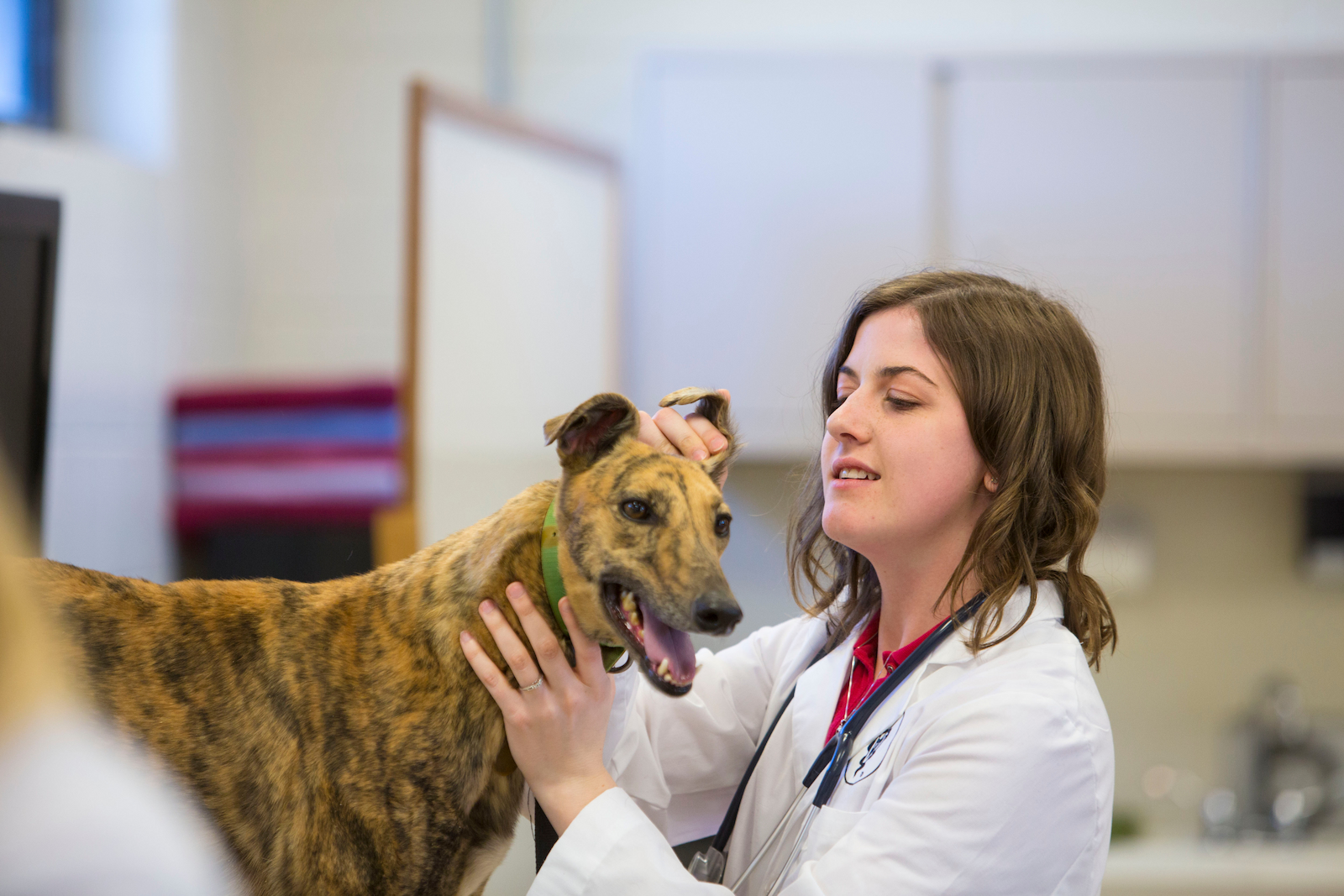 Veterinary student checking the ear of a greyhound dog