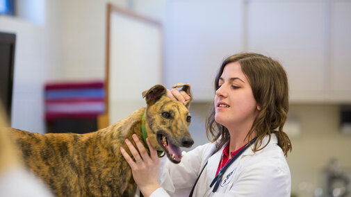 Veterinary student checking the ear of a greyhound dog