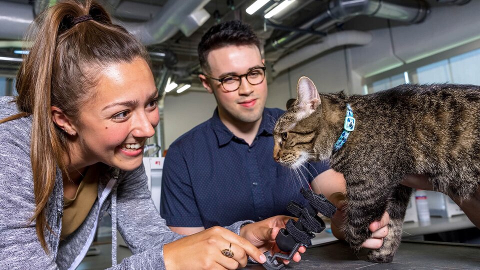 Veterinary students checking a cat